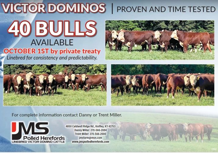 JMS Polled Herefords Victor Domino, Line Bred